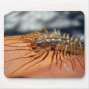 Search for antennae electronics Insect