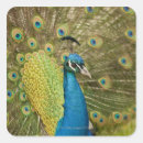 Search for struts stickers Nature