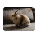 Search for hare kitchen accessories Bunny