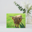 Search for cattle farming postcards Highland