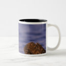 Search for sea otter mugs California