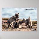 Search for arctic fox art Nature