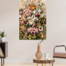 Search for haeckels posters Nature