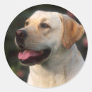 Search for gallo images stickers Animal