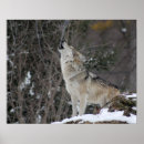Search for howling posters Wildlife