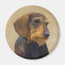 Search for black haired magnets Doxie