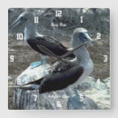 Search for booby posters Galapagos