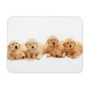 Search for golden retriever magnets Cute