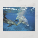 Search for bottlenosed dolphin postcards Ocean