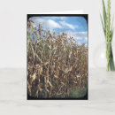 Search for cornes cards Photography
