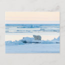 Search for polar bear postcards Iceberg