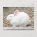Search for hare cards invites Furry