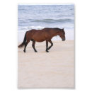 Search for mustang horses posters Outer banks