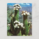 Search for desert flowers postcards Tropical
