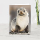 Search for seal cards Wild animals