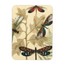 Search for dragonfly magnets Cream