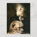 Search for affection vertical postcards Cat