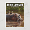Search for hippo postcards Travel