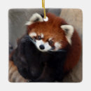 Search for red panda christmas tree decorations Wild