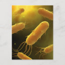 Search for bacterium postcards Bacteria