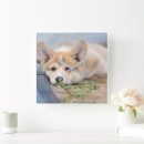 Search for animal clocks Pet