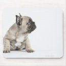 Search for pedigree dog mouse mats Animal