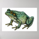 Search for bullfrog posters Amphibian