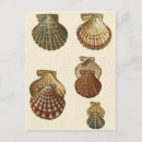 Search for vintage seashell postcards Beach