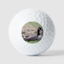 Search for goose golf balls Bird