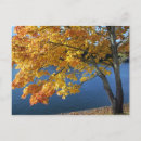 Search for leaf thanksgiving postcards Tree