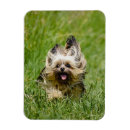 Search for terrier magnets Happy