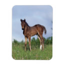 Search for thoroughbred magnets Foal