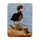 Search for cavities magnets Bird