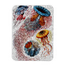 Search for windflower magnets Anemone