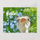 Search for funny ostrich postcards Bird