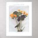 Search for cowslip Wildflower