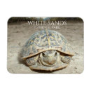 Search for desert turtle Reptiles