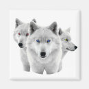 Search for arctic wolf magnets Winter