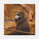 Search for baboon magnets Primate