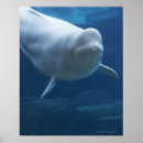 Search for belugas posters Animals