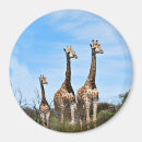 Search for grassy magnets Animal