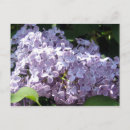 Search for fragrant postcards Bloom