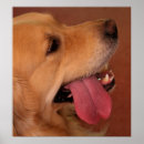 Search for dog wanted posters Dogs