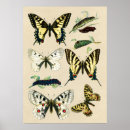 Search for caterpillar to butterfly posters For kids