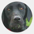 Search for handsome stickers Pet