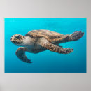 Search for texas ocean posters Nature