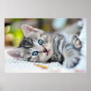Search for baby blue eye posters Kitten