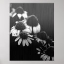 Search for cone flower posters Floral
