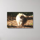 Search for pomeranian canvas prints Looking at camera
