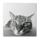 Search for watching tiles Cat